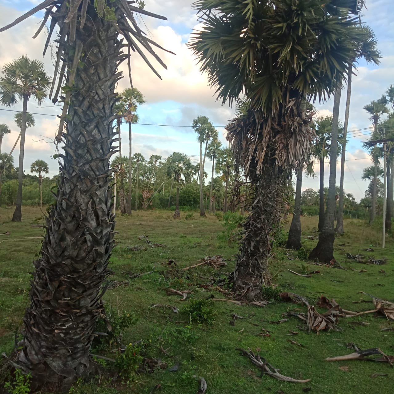 2.84 acre vacant land sale in Kuvathur vadapattinam on ECR road