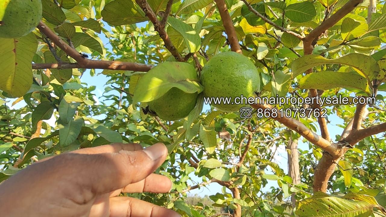 50 Acre Farm Land Sale Near Tiruvannamalai