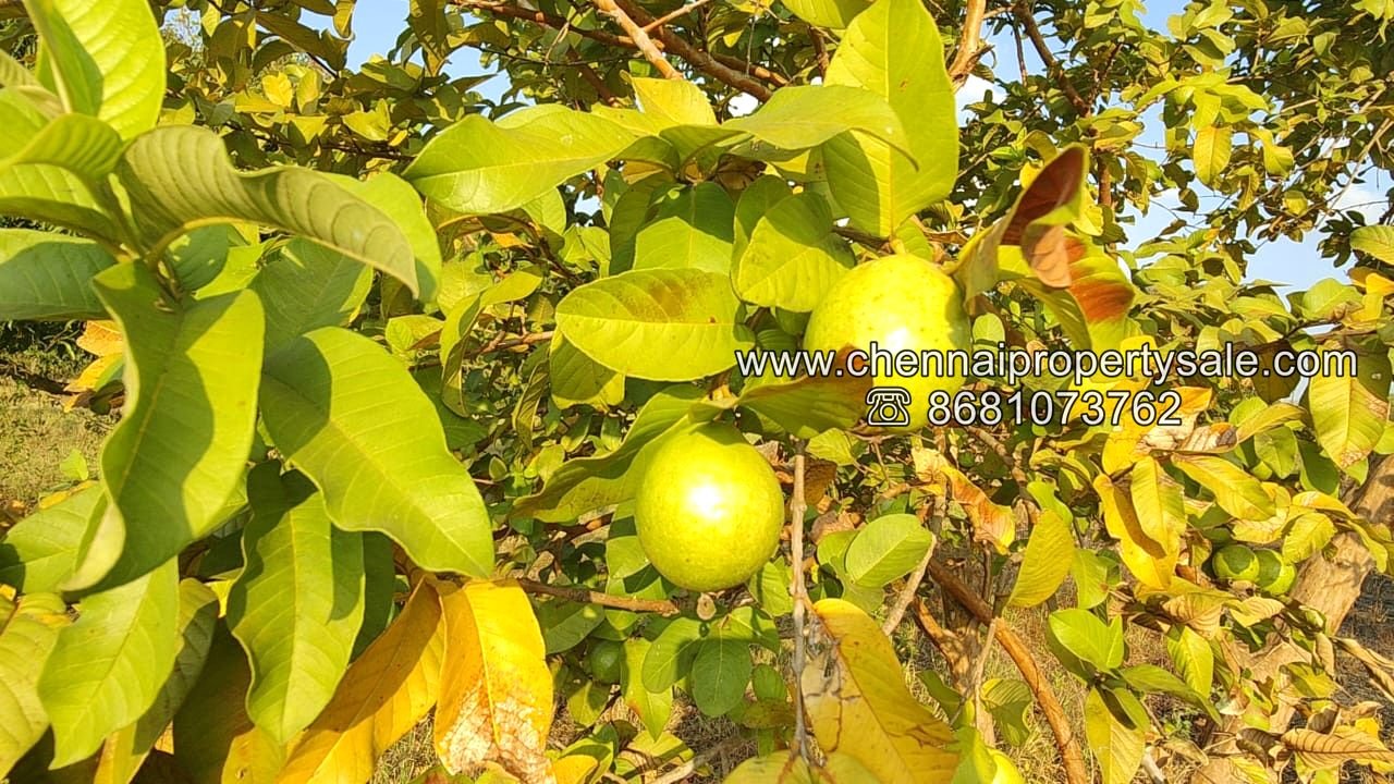 50 Acre Farm Land Sale Near Tiruvannamalai