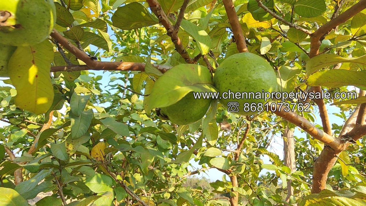 50 Acre Farm Land Sale Near Tiruvannamalai