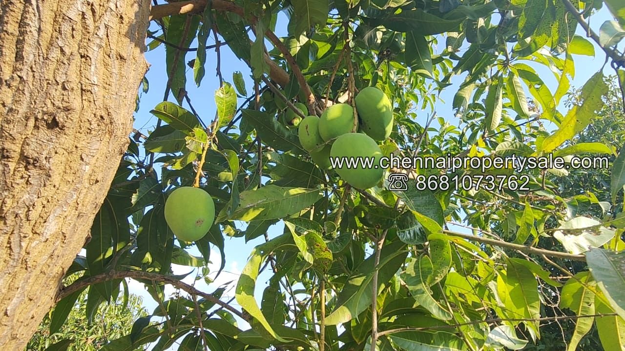 50 Acre Farm Land Sale Near Tiruvannamalai