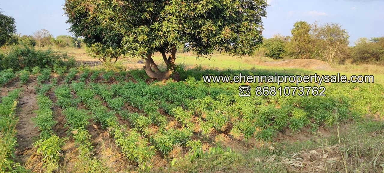 50 Acre Farm Land Sale Near Tiruvannamalai