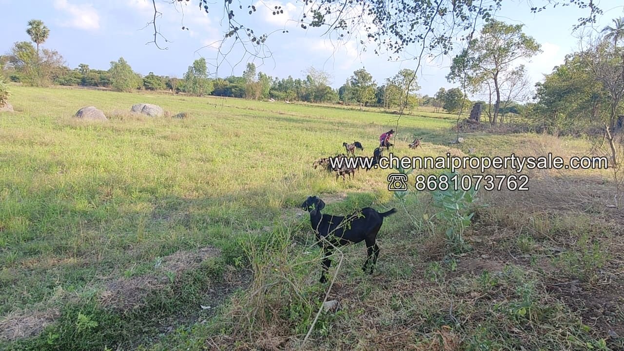 50 Acre Farm Land Sale Near Tiruvannamalai