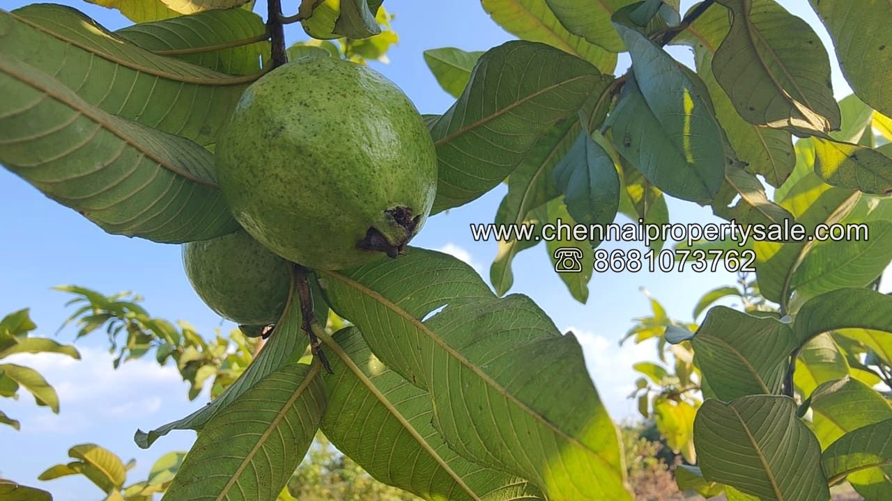 50 Acre Farm Land Sale Near Tiruvannamalai