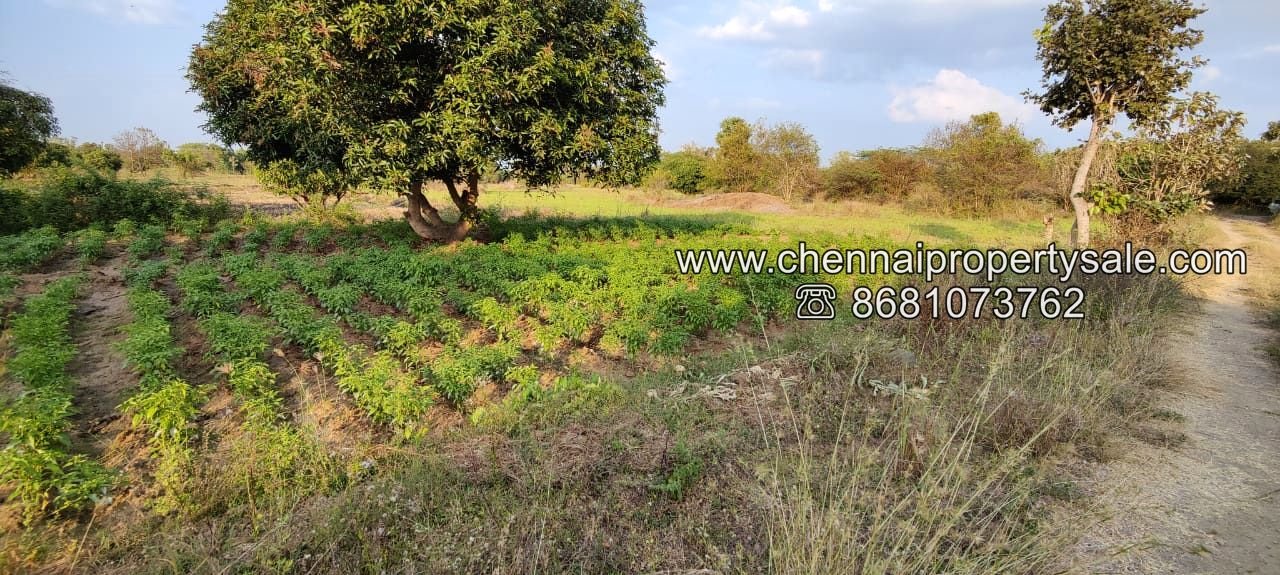 50 Acre Farm Land Sale Near Tiruvannamalai