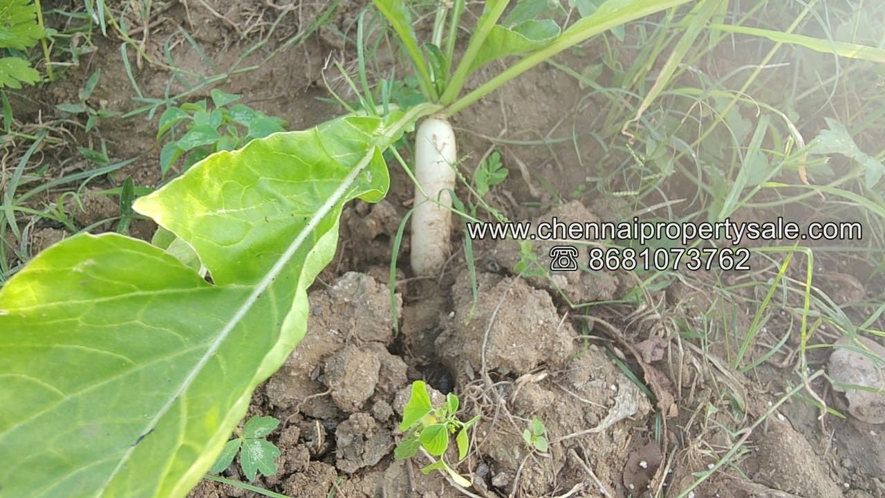 50 Acre Farm Land Sale Near Tiruvannamalai