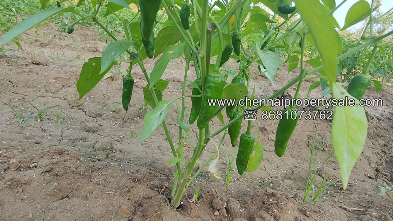 50 Acre Farm Land Sale Near Tiruvannamalai