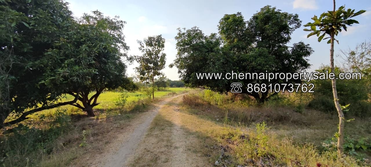 50 Acre Farm Land Sale Near Tiruvannamalai