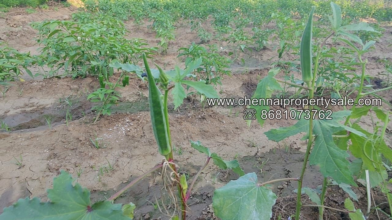 50 Acre Farm Land Sale Near Tiruvannamalai