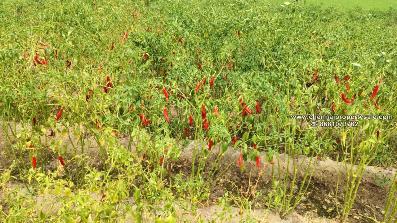 Farm Land with House sale Near Tirukazhukundram