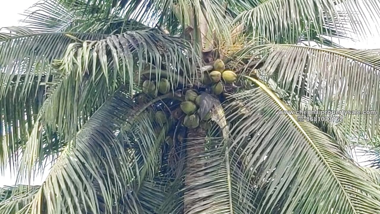 2 Acre Farm Land with House sale Near Tirukazhukundram