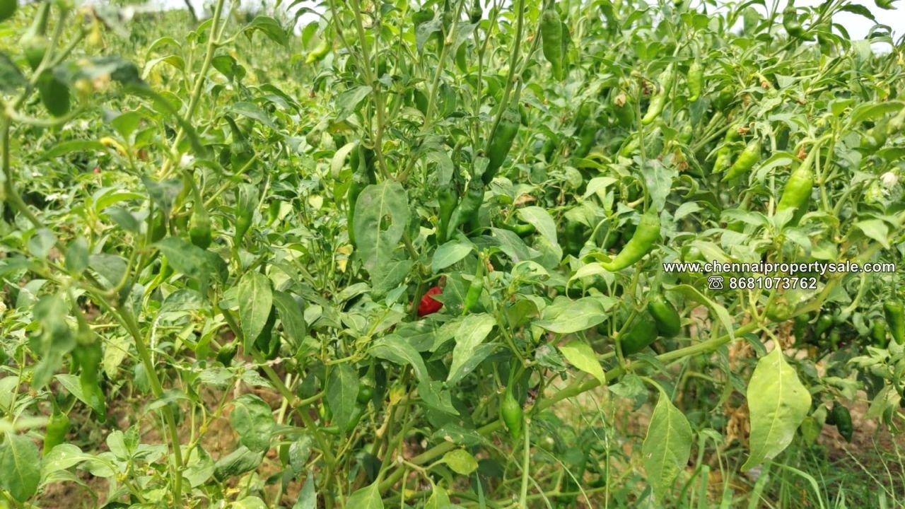 2 Acre Farm Land with House sale Near Tirukazhukundram