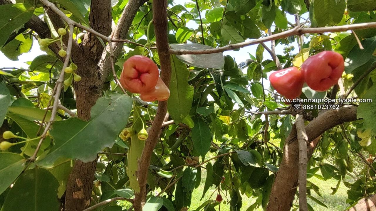 1.95 Acre Farm House sale in ECR Poonthandalam