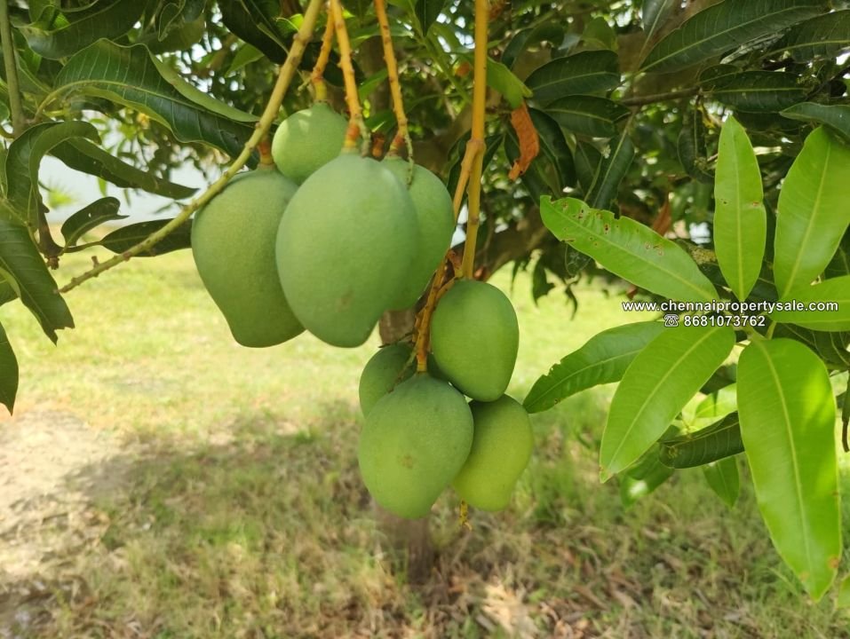 1.95 Acre Farm House sale in ECR Poonthandalam