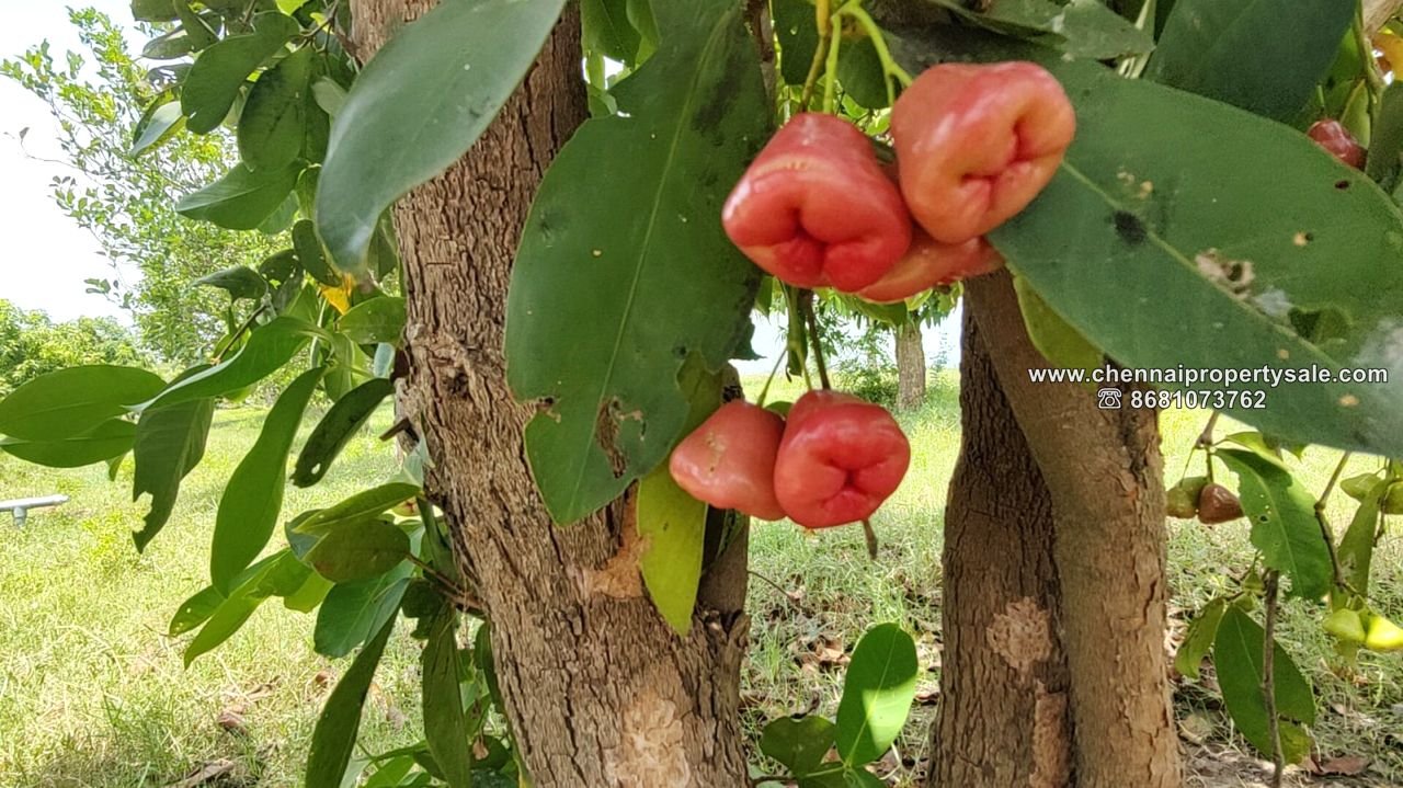 1.95 Acre Farm House sale in ECR Poonthandalam