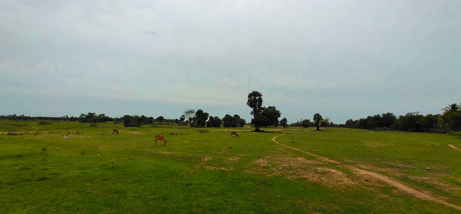 300 Acre Industrial land sale near Oragadam