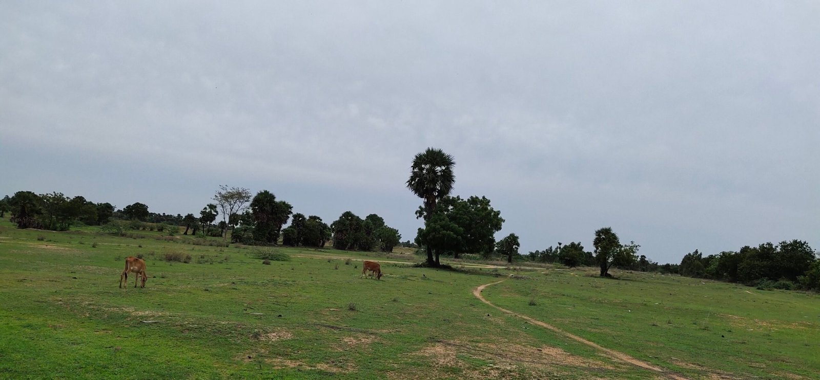 300 Acre Industrial land sale near Oragadam