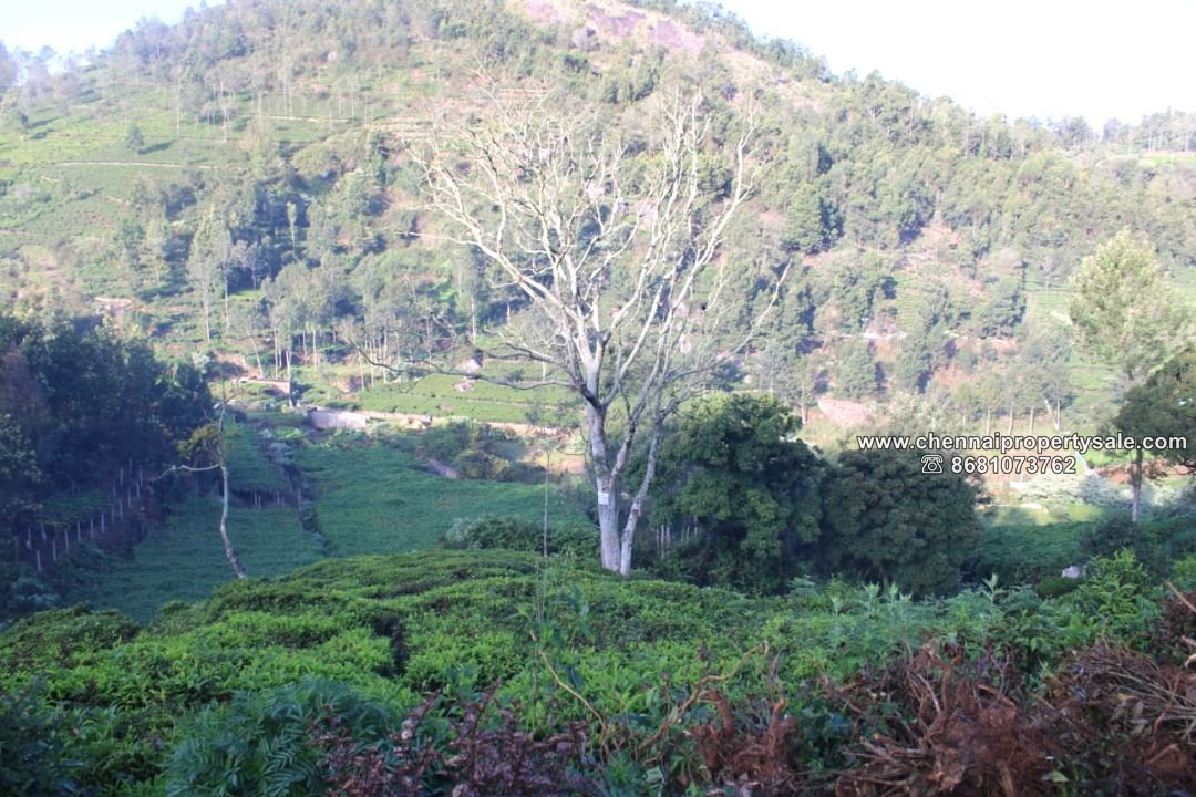 15025 Sqft Vacant Land Sale in Kotagiri