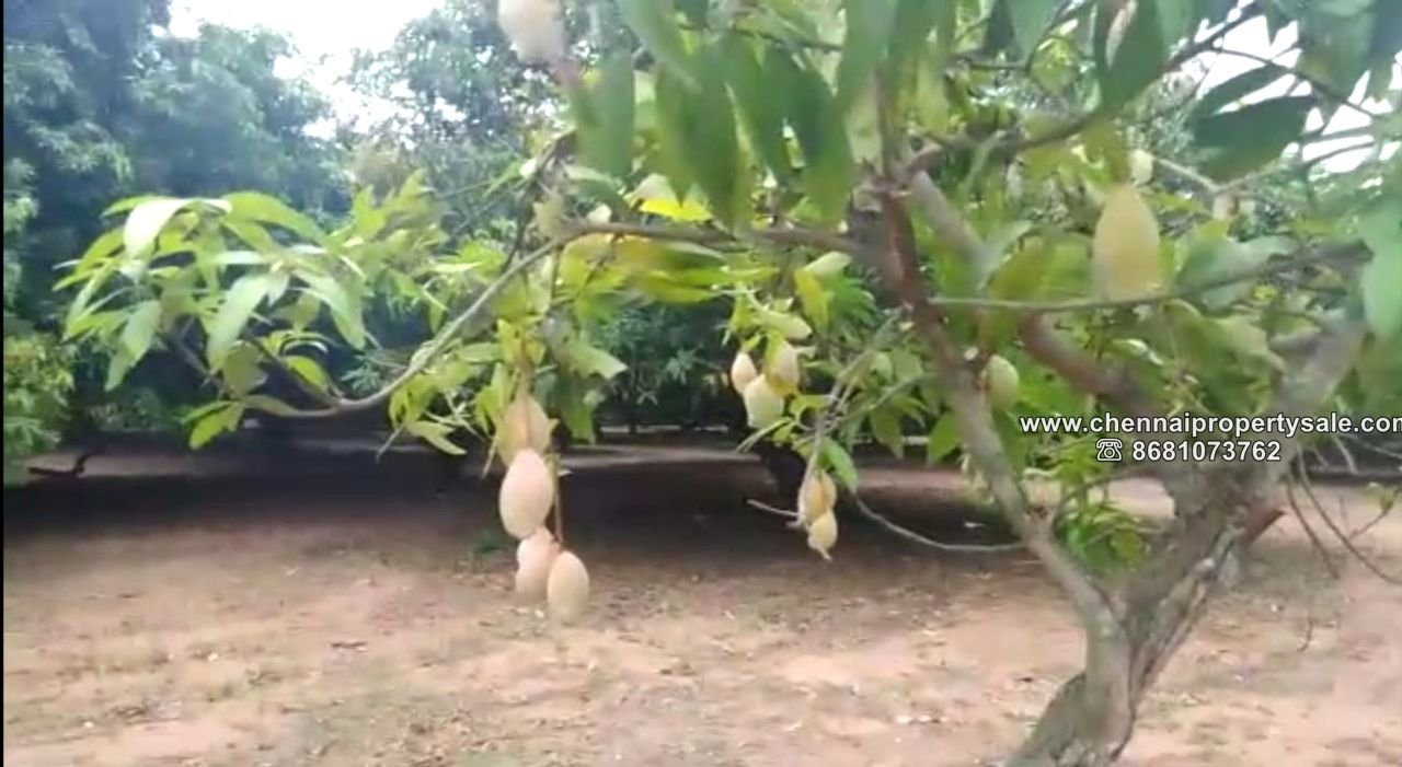 6.05 Acres Farmland Sale in Arambakkam