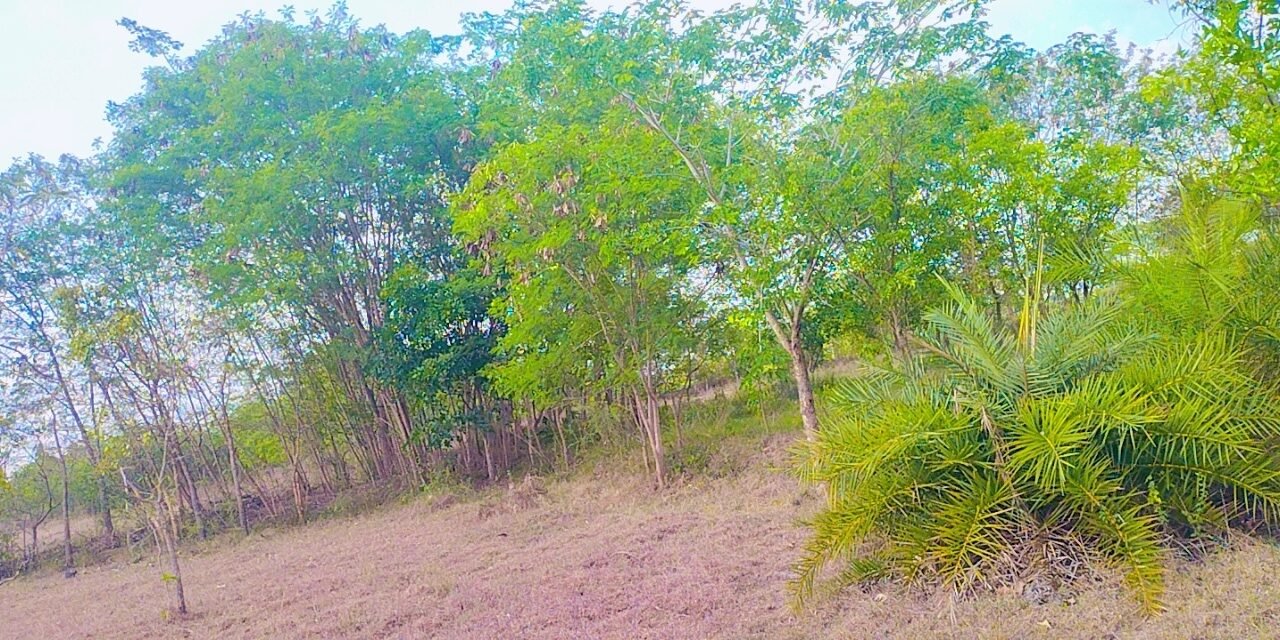 10 Acres Land Sale in Tiruvannamalai