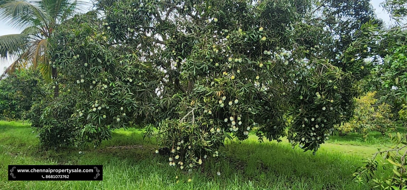 Farm Land Sale Near Sungavarchatram