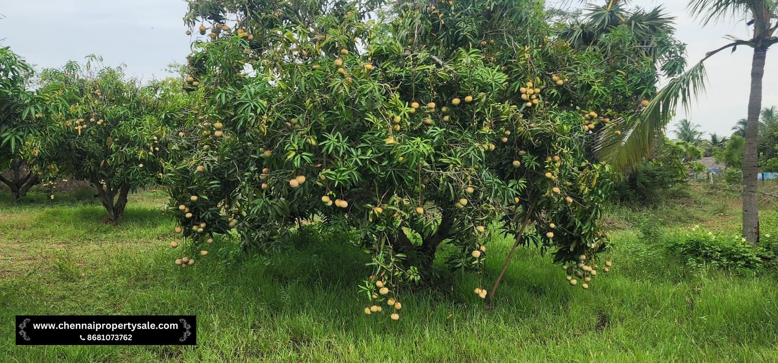 Farm Land Sale Near Sungavarchatram