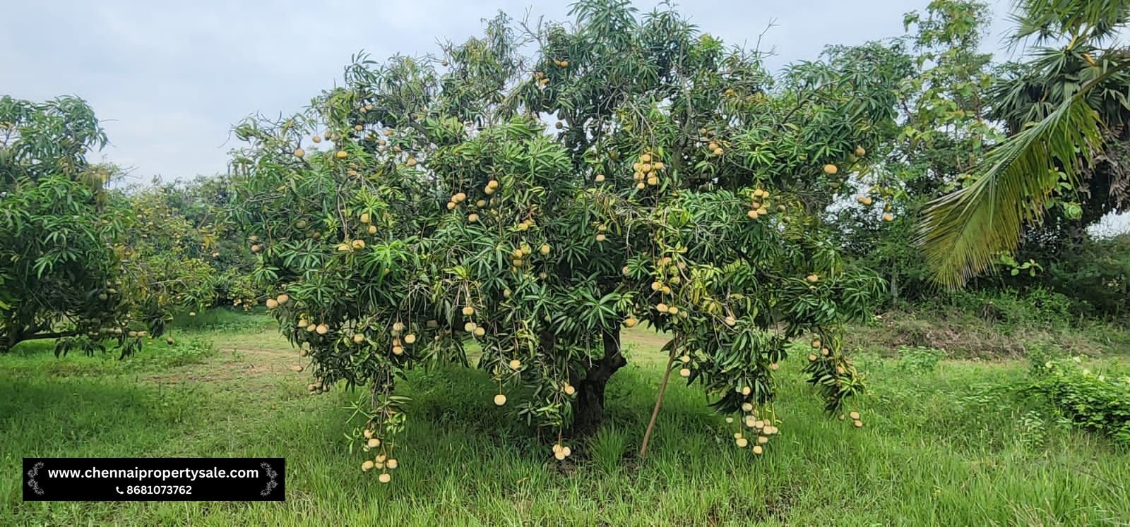 Farm Land Sale Near Sungavarchatram