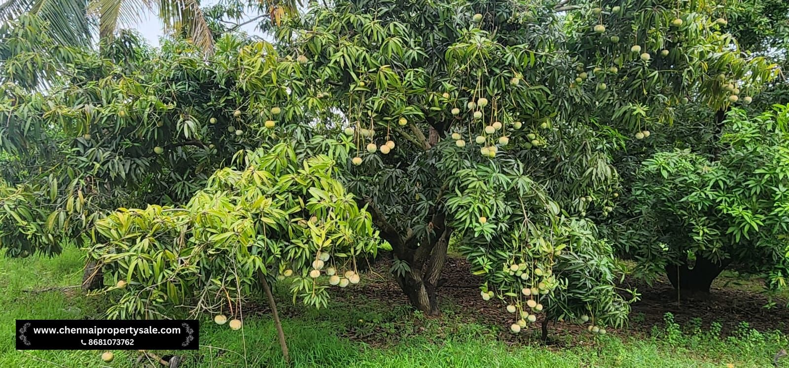 Farm Land Sale Near Sungavarchatram