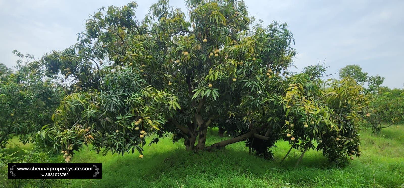 Farm Land Sale Near Sungavarchatram