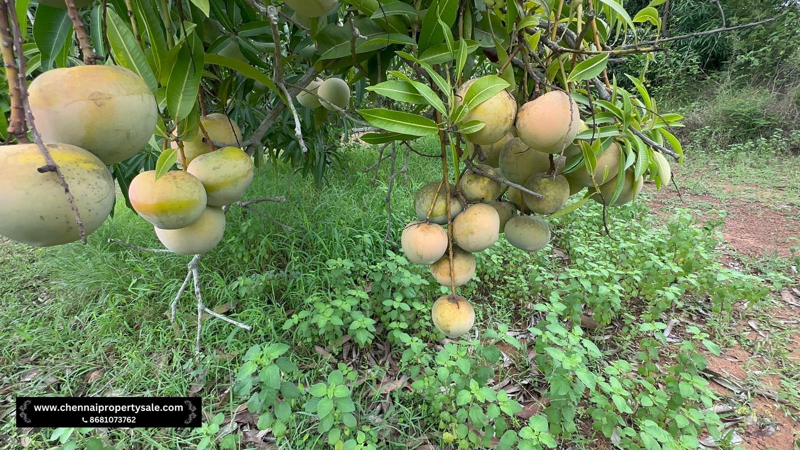 Farm Land Sale Near Sungavarchatram