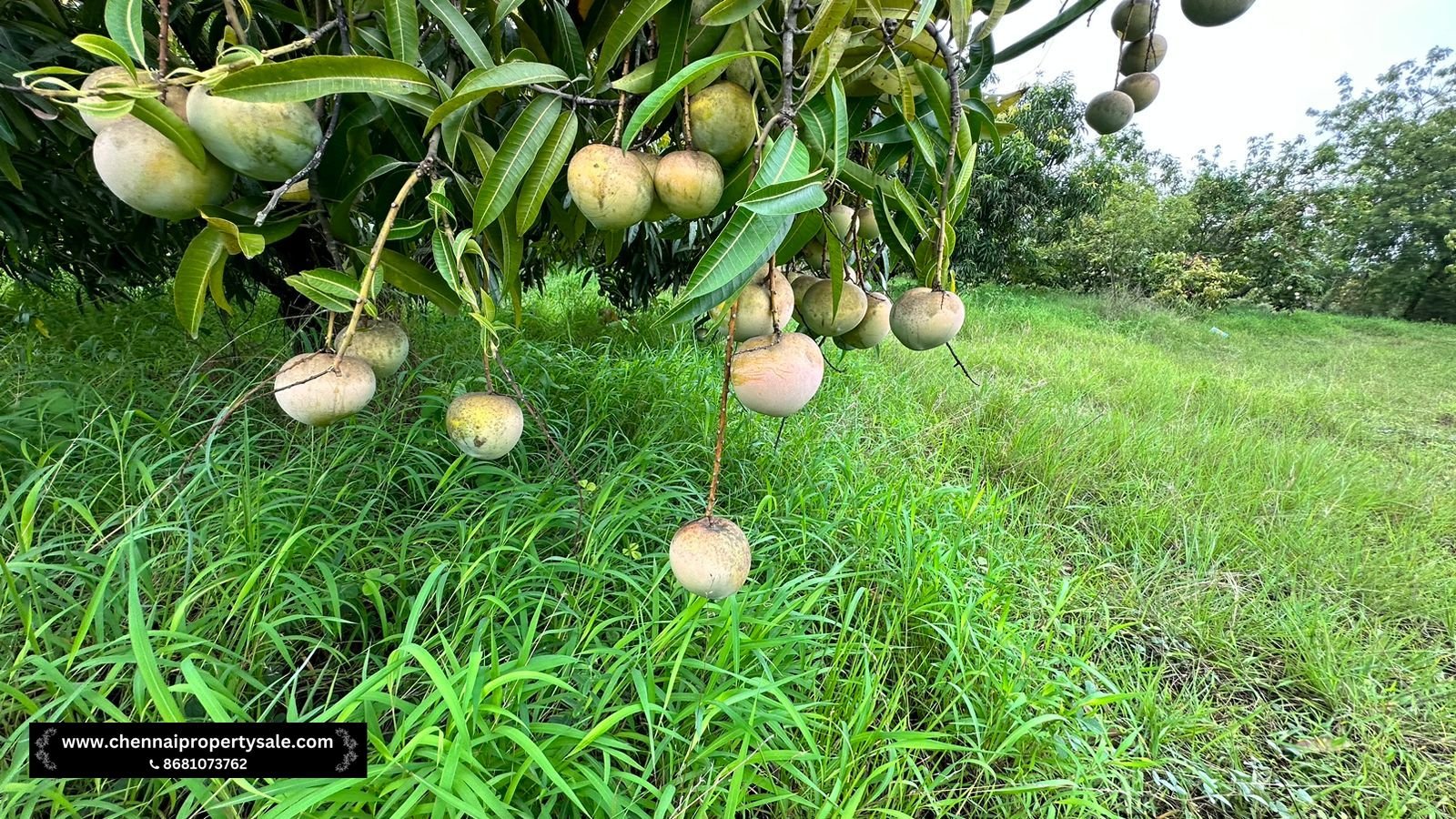 Farm Land Sale Near Sungavarchatram 14 Farm Land Sale Near Sungavarchatram