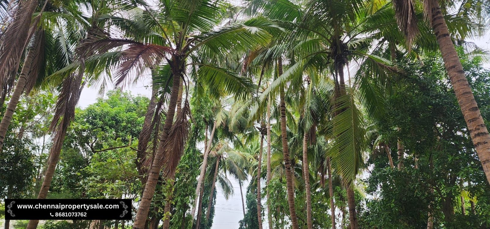 1 Acre Farmland with House Sale in Avadi