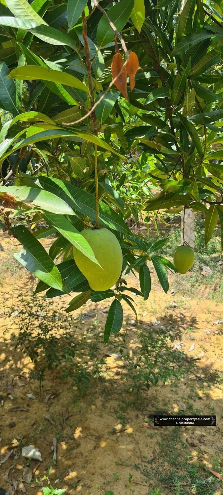 9135 Sqft Farm Land Sale in Vilambur ECR