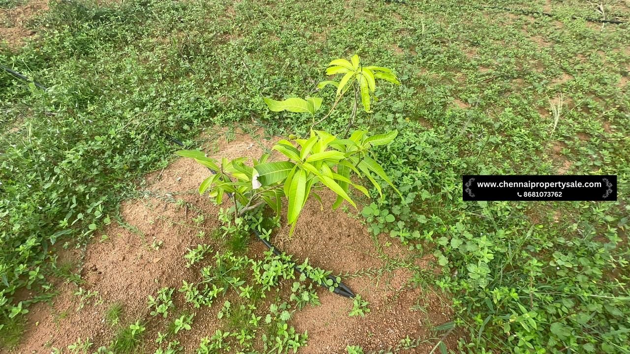 10000 Sqft Farm Land Sale in Pavunjur