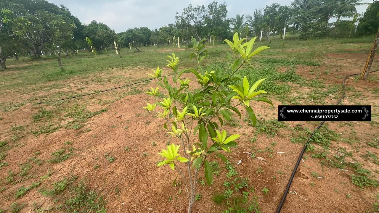 10000 Sqft Farm Land Sale in Pavunjur