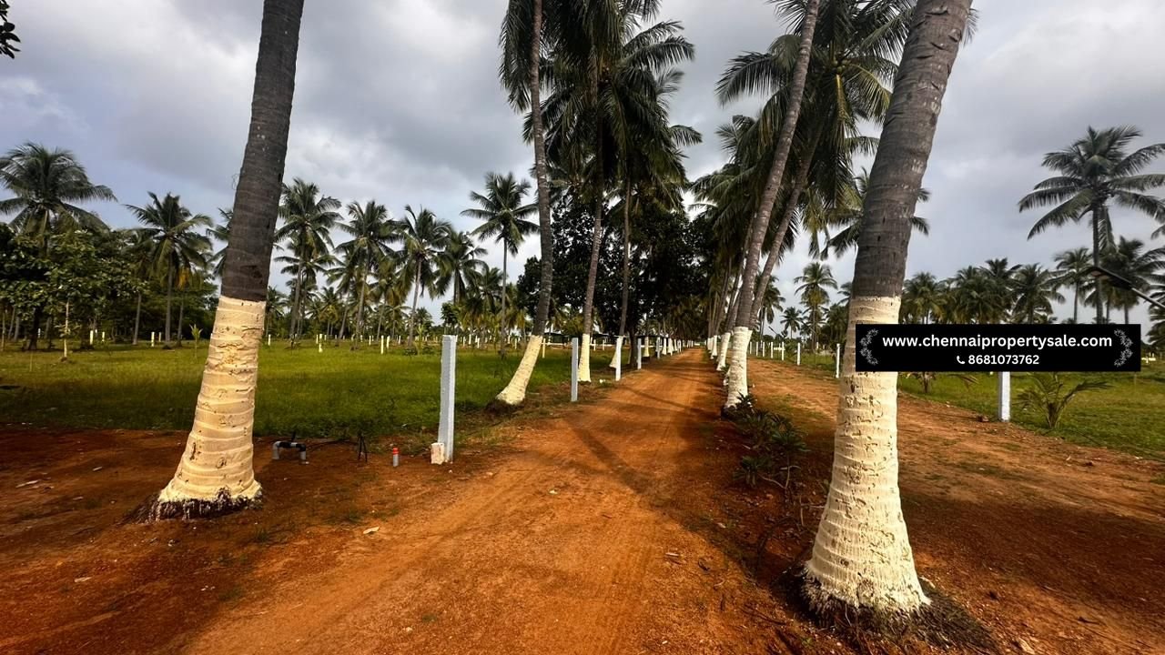 10000 Sqft Farm Land Sale in Pavunjur