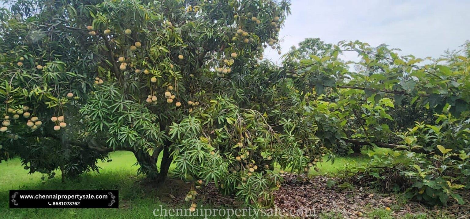 Farm Land for Sale in Kottaiyur Village Near Mappedu