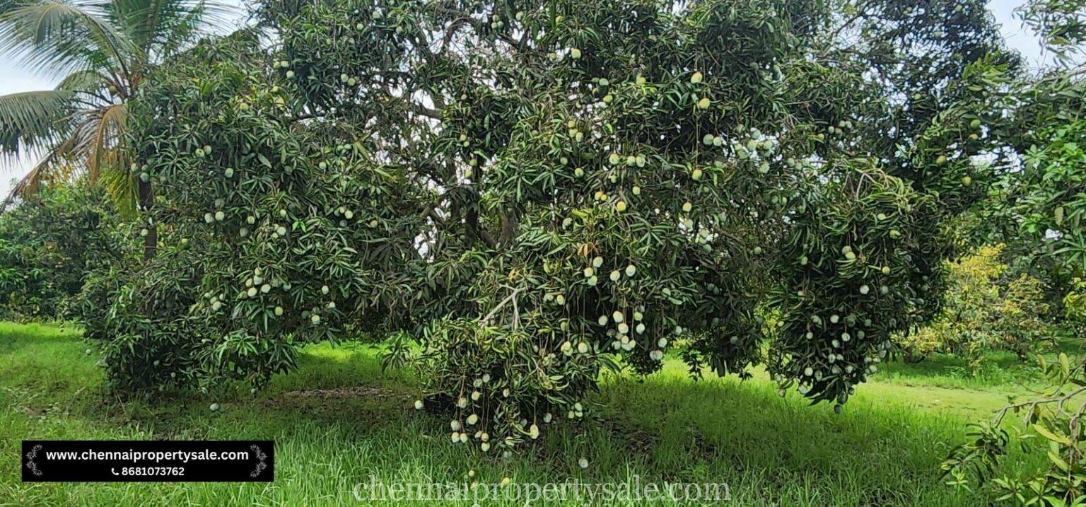 Farm Land for Sale in Kottaiyur Village Near Mappedu