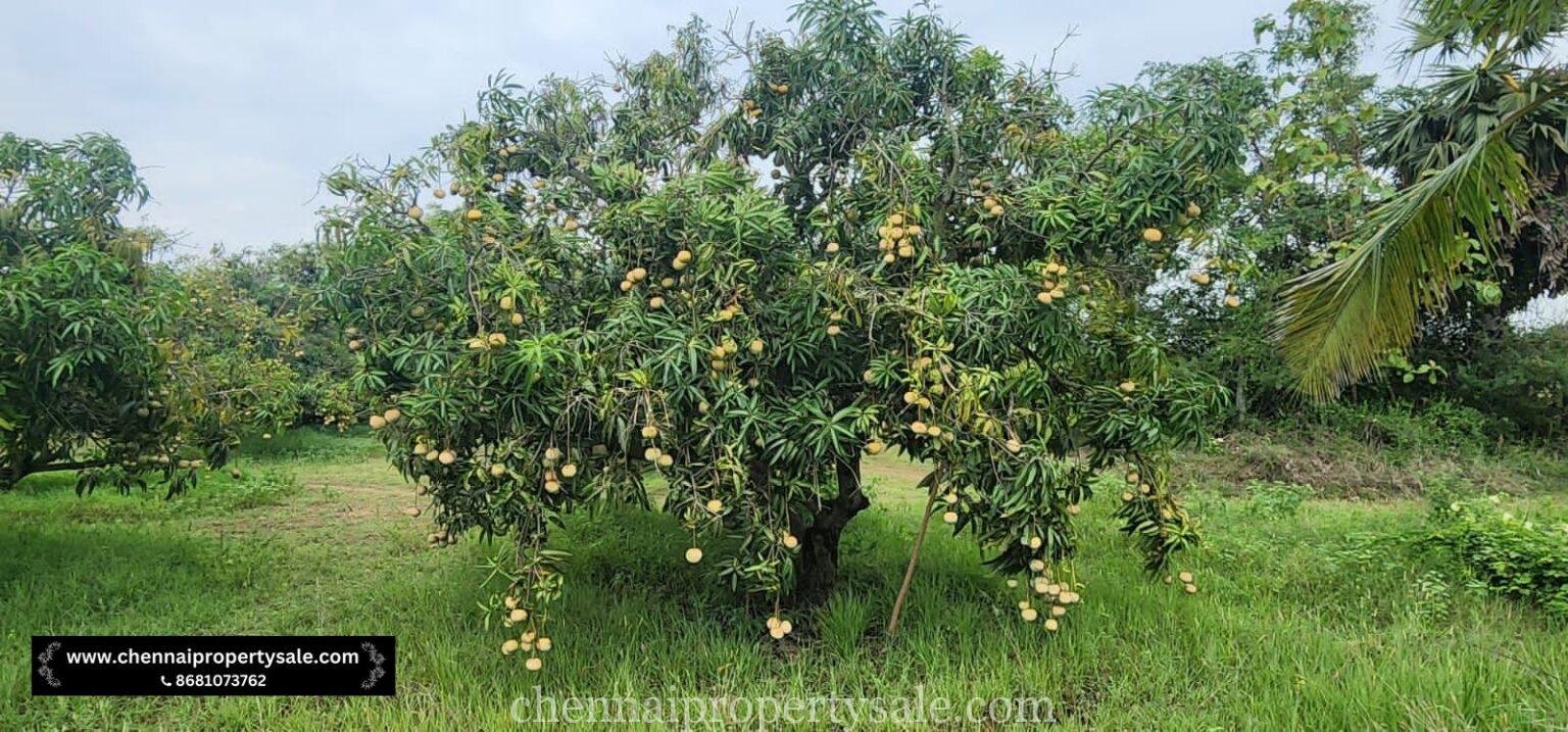 Farm Land for Sale in Kottaiyur Village Near Mappedu