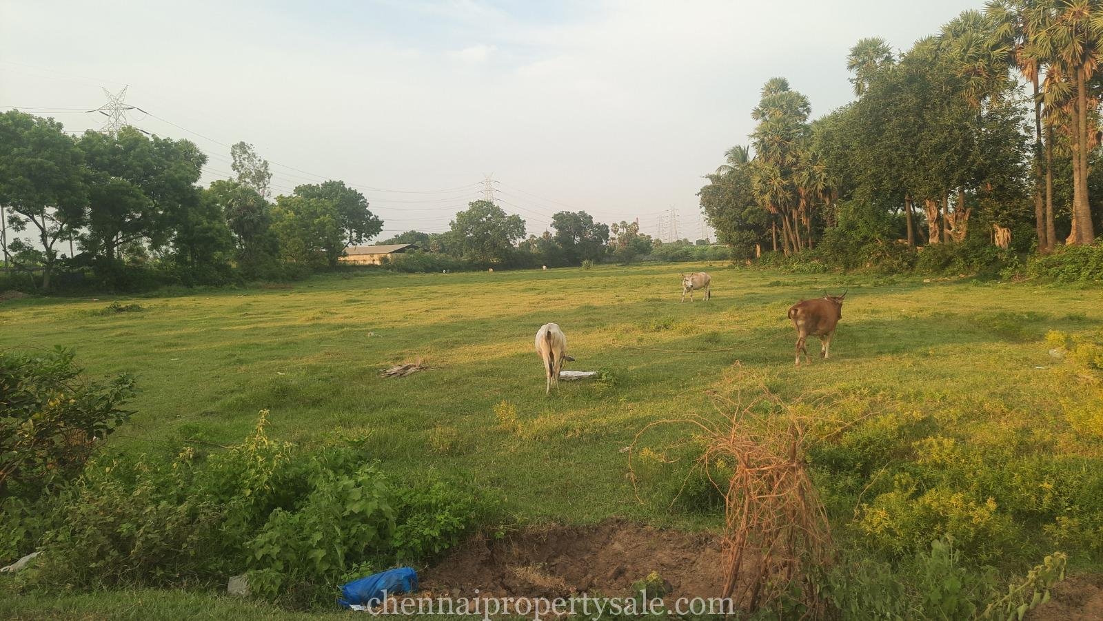 1.70 Acre Land Sale in Tiruvallur