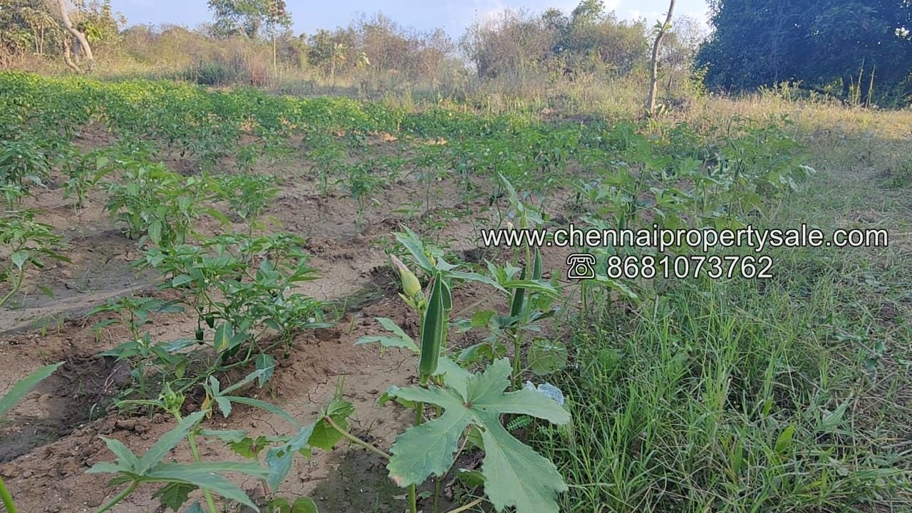 Farm Land Sale Near Tiruvannamalai