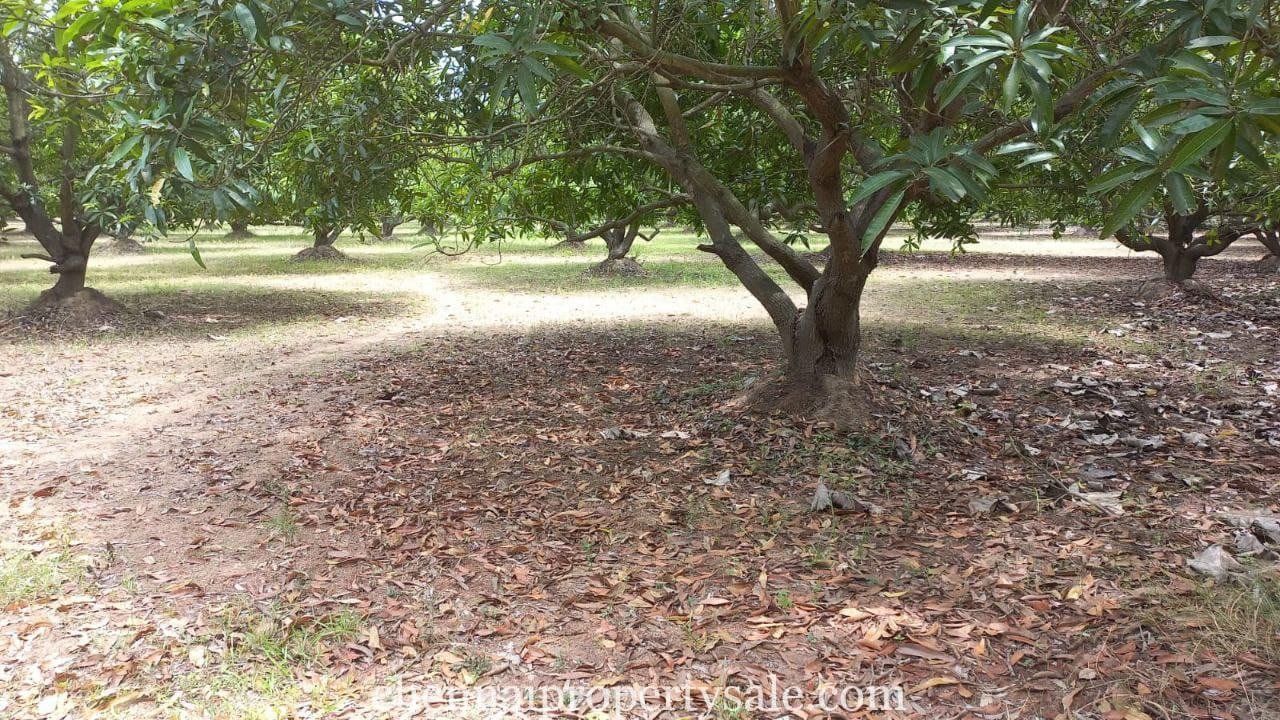 Farm Land for Sale in Kottaiyur Village Near Mappedu