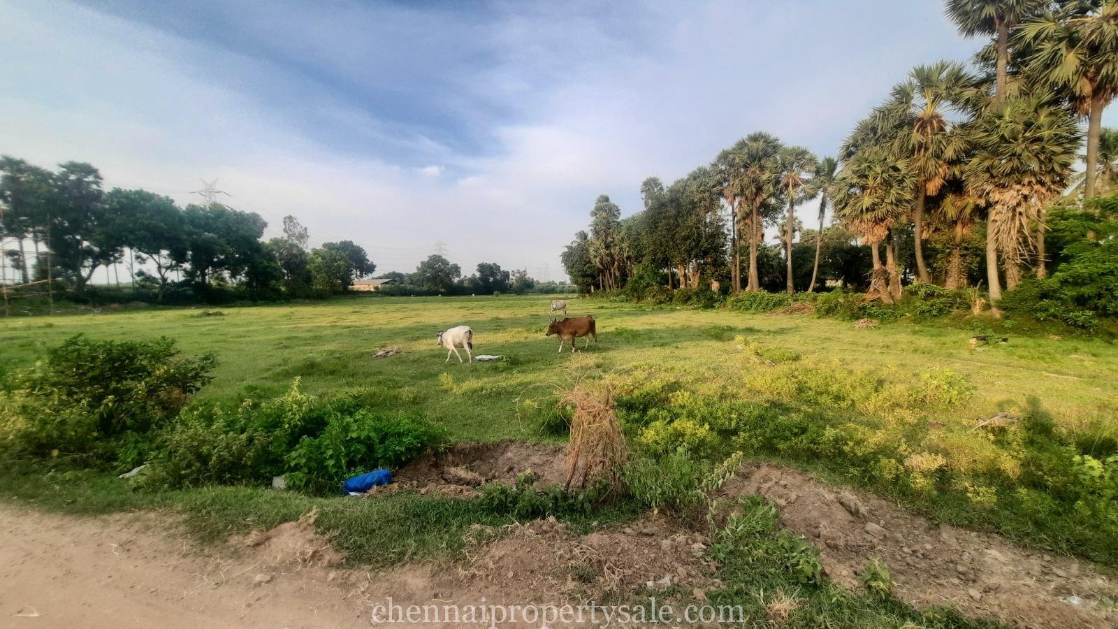 1.70 Acre Land Sale in Tiruvallur 48 1.70 Acre Land Sale in Tiruvallur